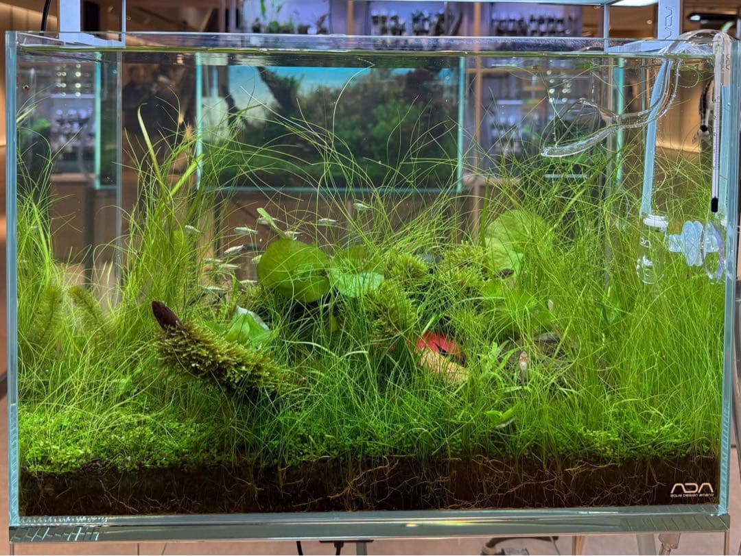 2/10まで！[ADA制作品] ADA アクアリウム 水槽 45cm セット