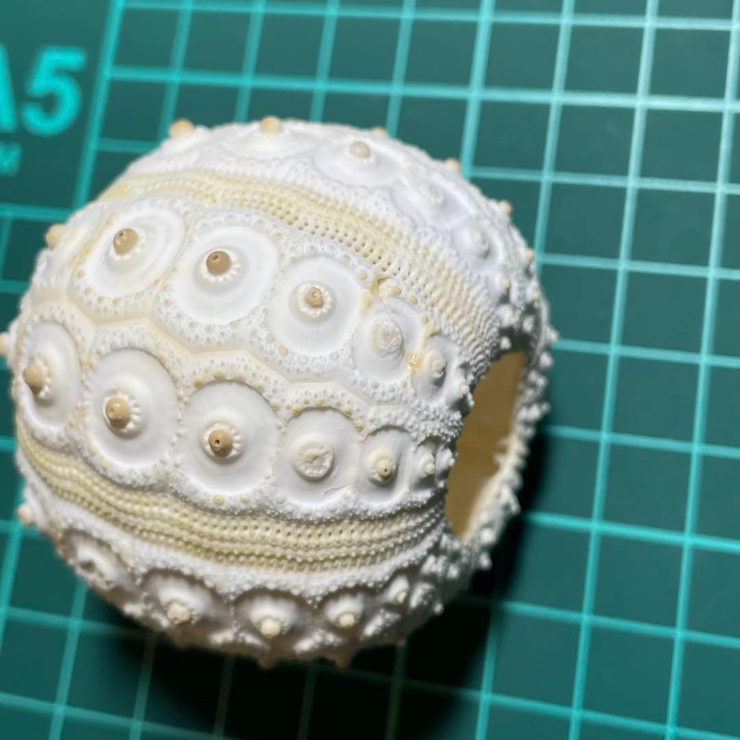 コウテイウニ　ウニの殻