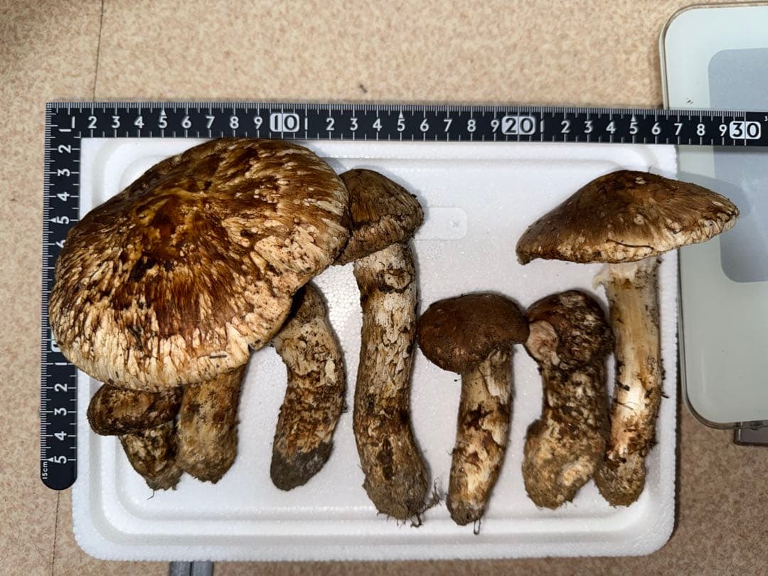 【訳あり商品】10月20日朝採れ広島県産松茸303g