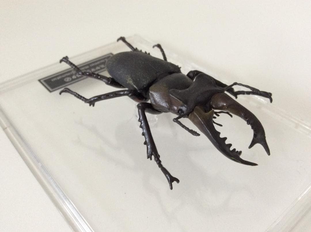 ミヤマクワガタ 標本 全長約7.5cm 甲虫 昆虫 ケース付
