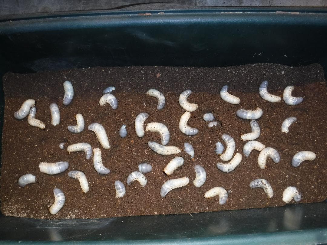 カブト虫マット1：発酵熟成竹：成虫・幼虫・産卵育成用：３００ℓ