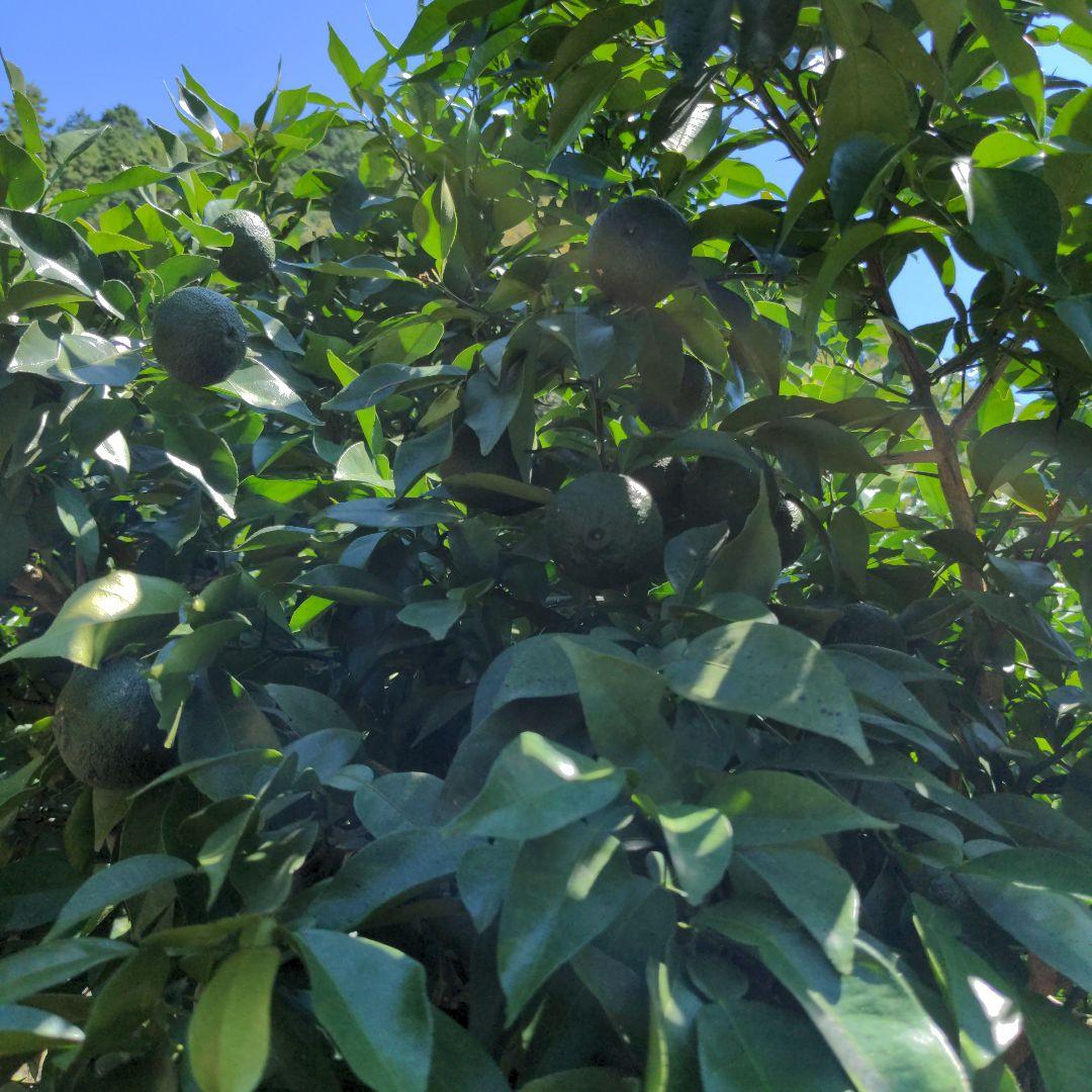 ゆず胡椒に！今だけ青柚子１５kg（愛媛県産）。うどん、そば、刺身、お酒、焼酎に！
