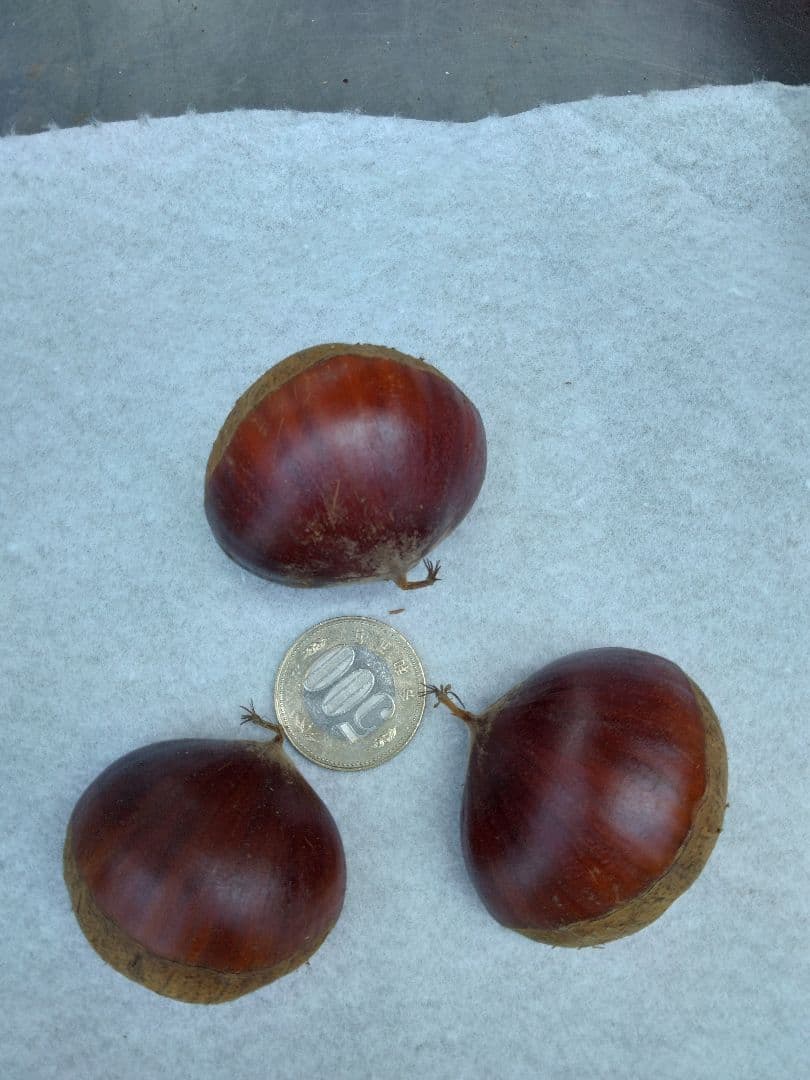 茨城県産　特大和栗！6キロ2Lサイズ以上