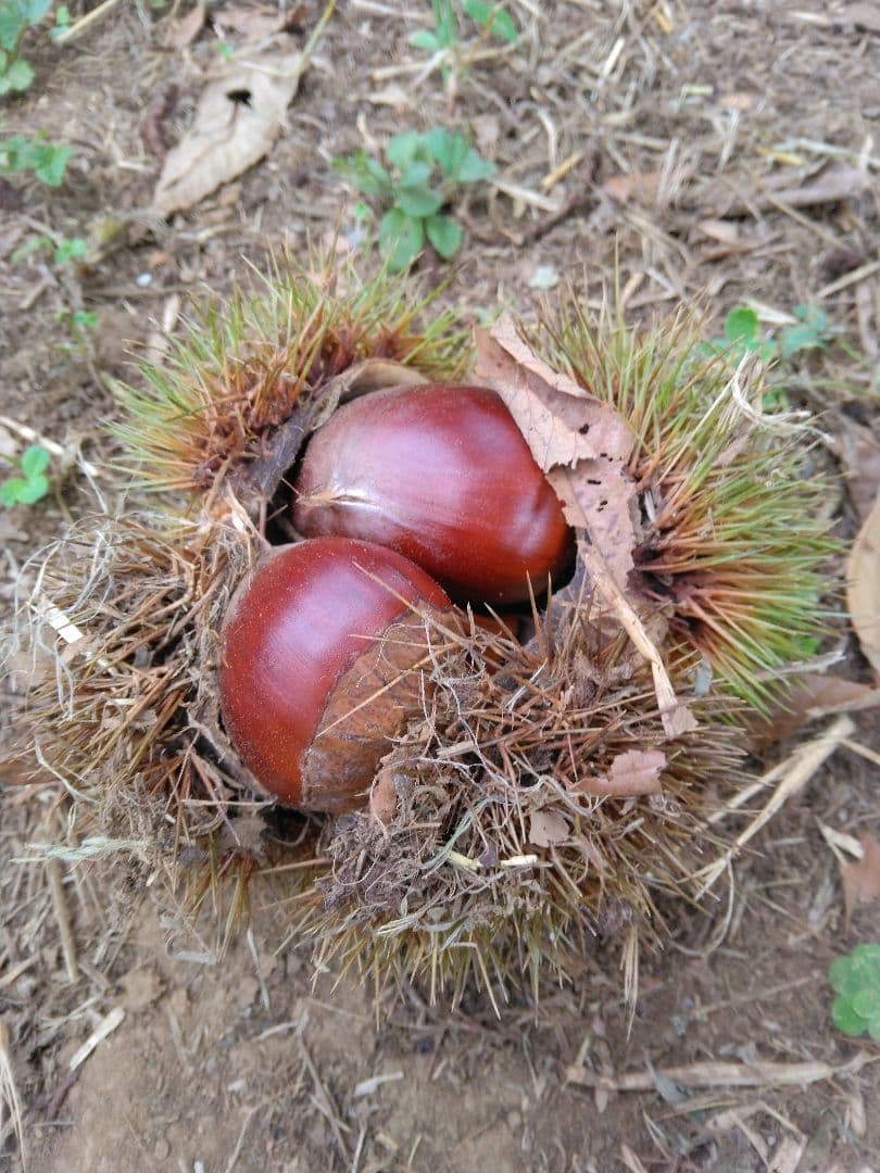 茨城県産　特大和栗！6キロ2Lサイズ以上