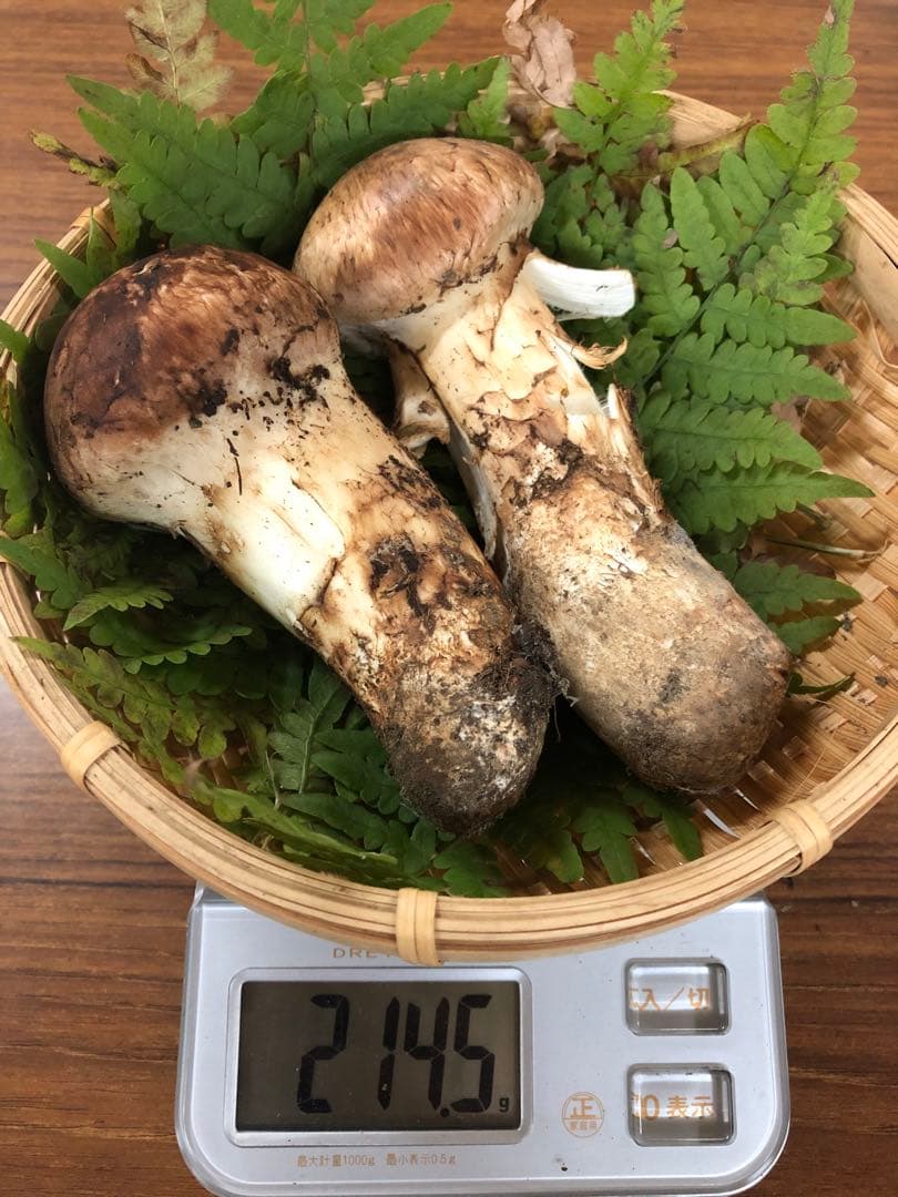 岩手県産　上物天然松茸（214.5g）②