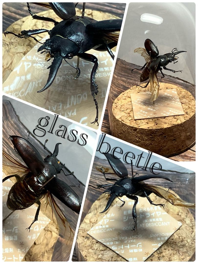 【Glass Beetleノコギリクワガタ（モザイク）飛翔標本 GB-004】