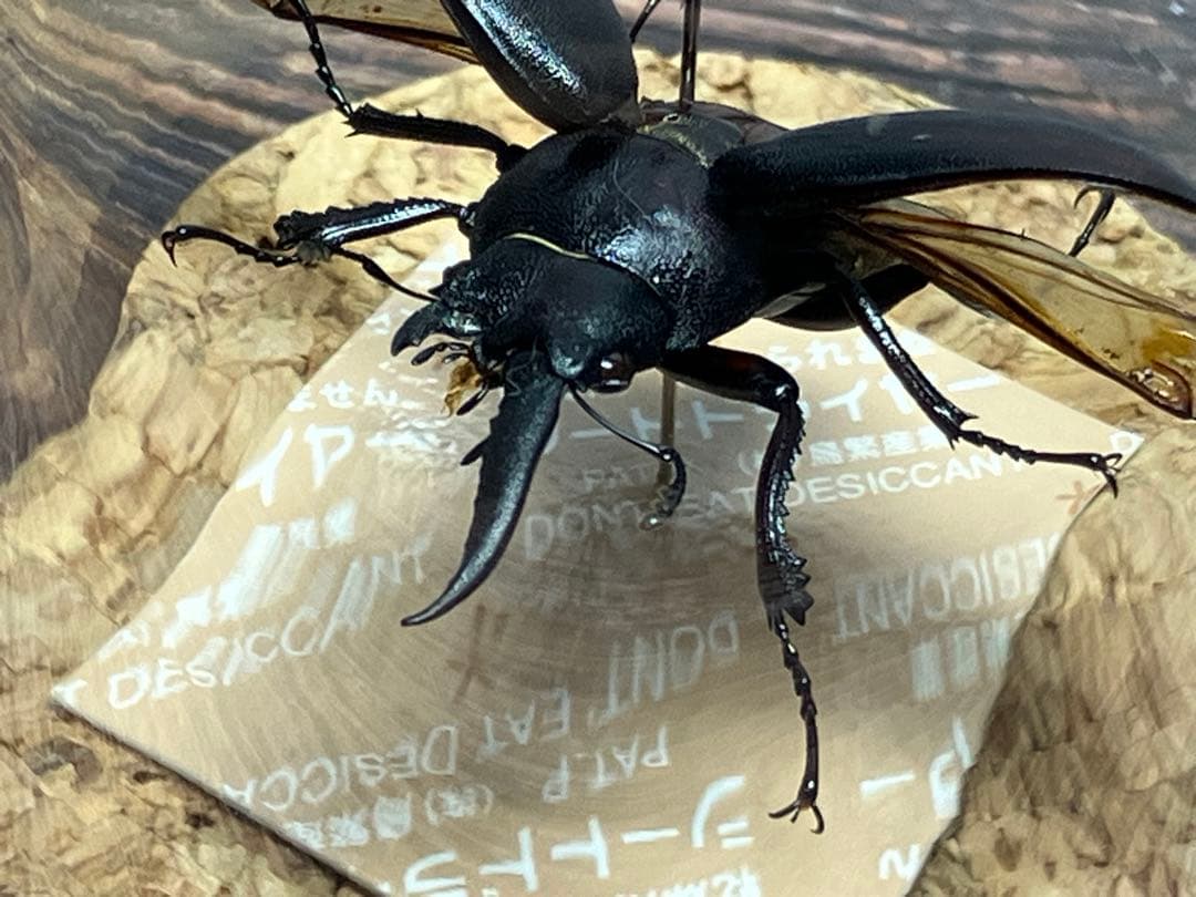 【Glass Beetleノコギリクワガタ（モザイク）飛翔標本 GB-004】