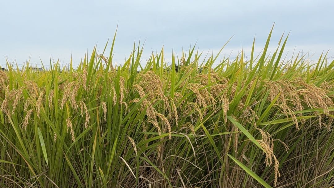 取り置きNG 令和7年度米 きぬむすめ 20キロ