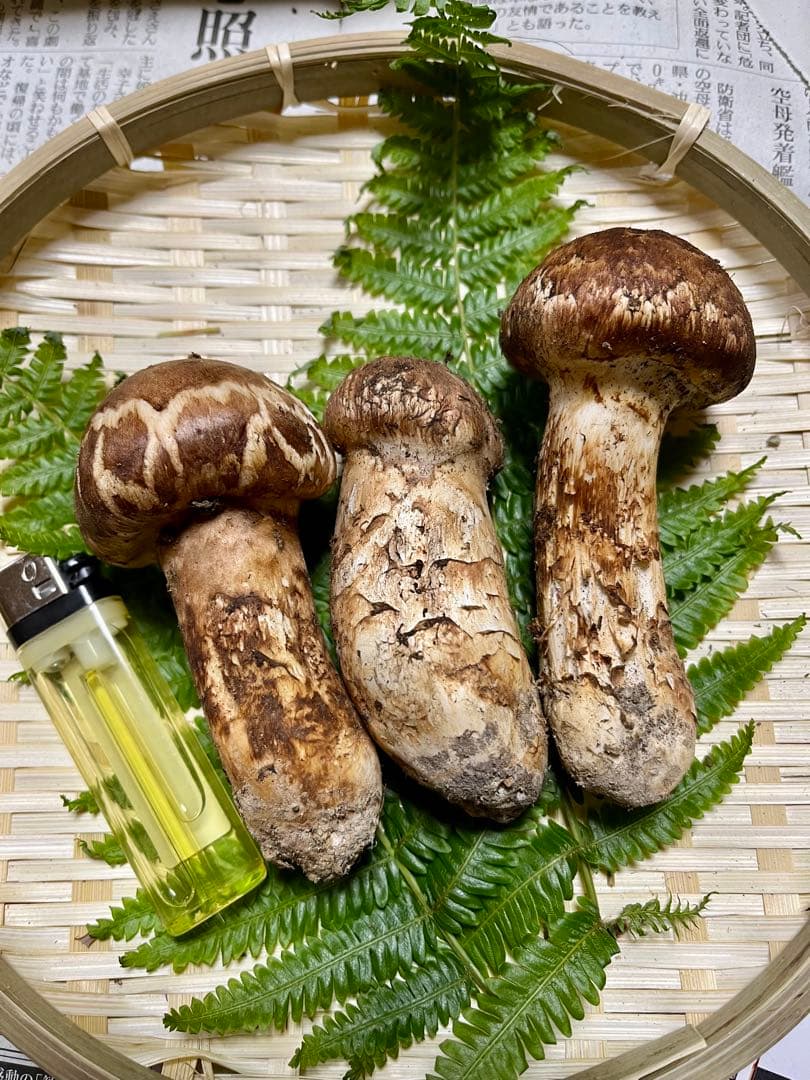 【大阪泉州産】天然松茸 良品☆3本140g国産