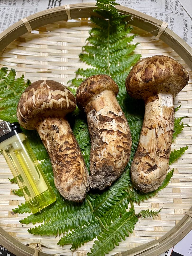 【大阪泉州産】天然松茸 良品☆3本140g国産