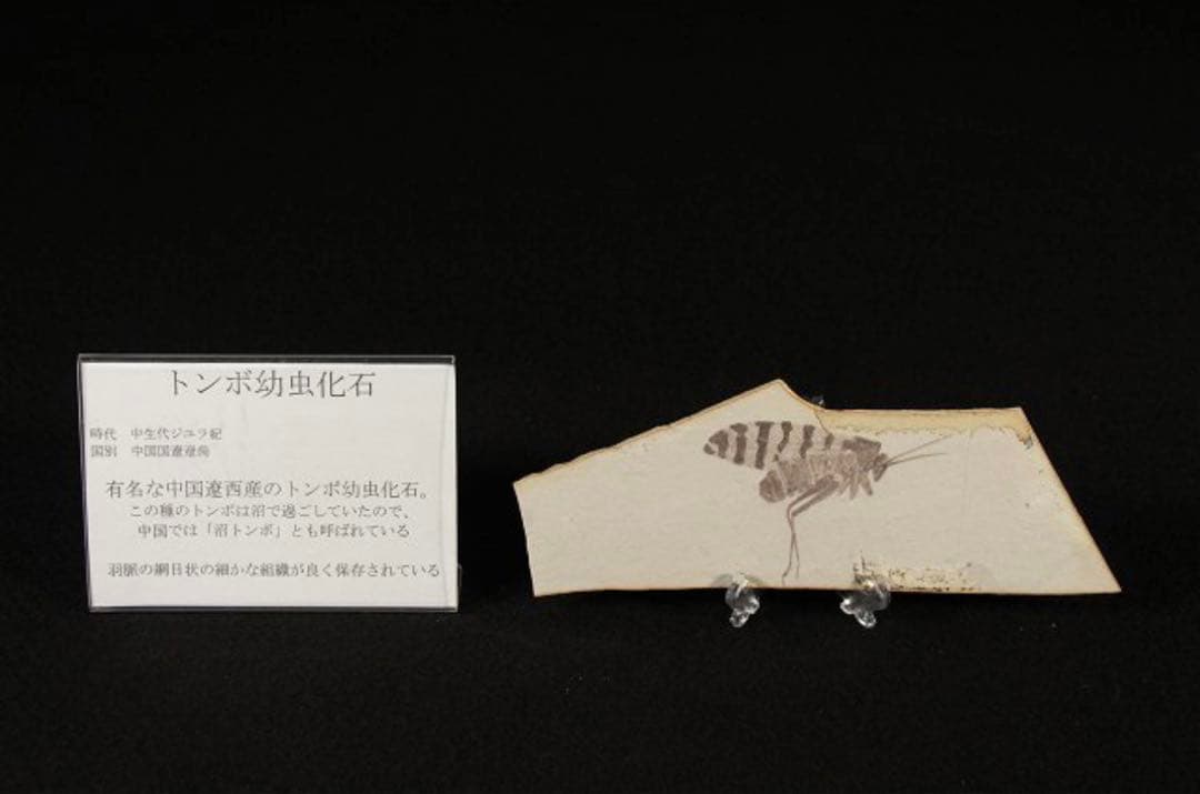 トンボ幼虫化石　標本