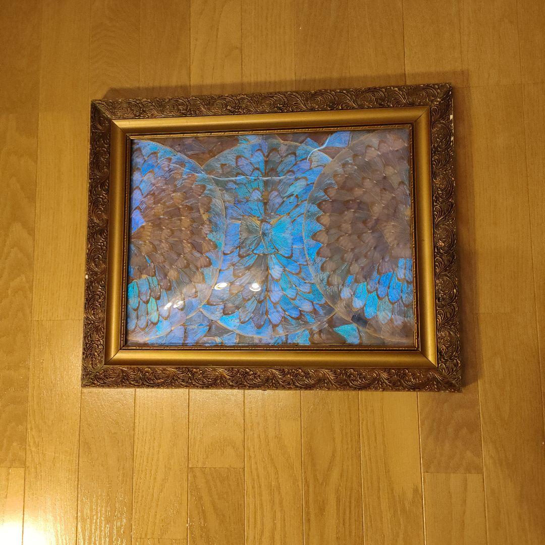 モルフォ蝶 額 蝶 インテリア アート 壁飾り 羽 額サイズ40×50cm