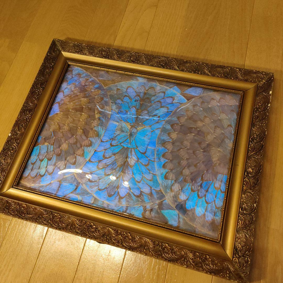 モルフォ蝶 額 蝶 インテリア アート 壁飾り 羽 額サイズ40×50cm