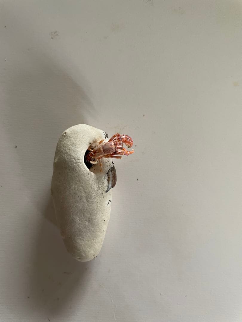 カニ 標本 と貝の化石