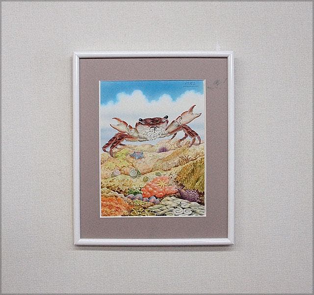 生物細密画（水彩）「イワガニの威嚇」