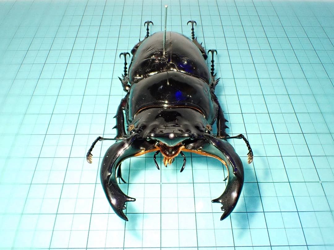 【標本】タランドゥスオオツヤクワガタ　コンゴ産89.8ミリ　飼育品