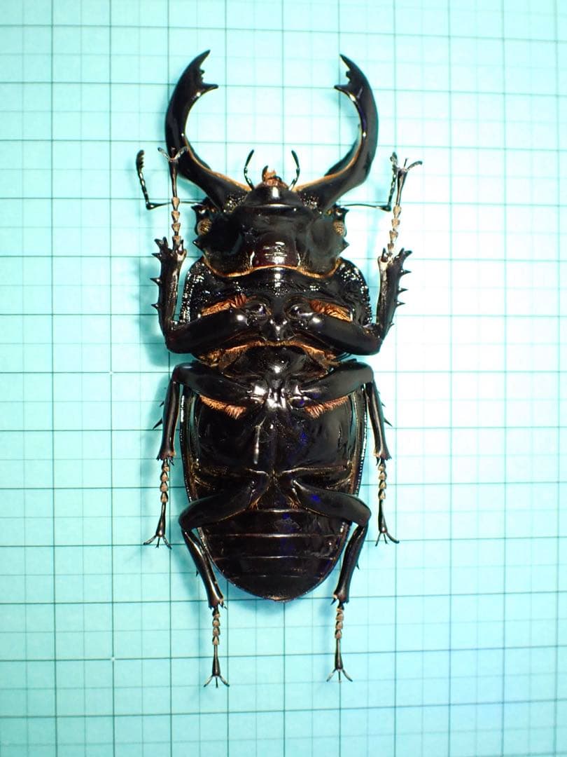 【標本】タランドゥスオオツヤクワガタ　コンゴ産89.8ミリ　飼育品