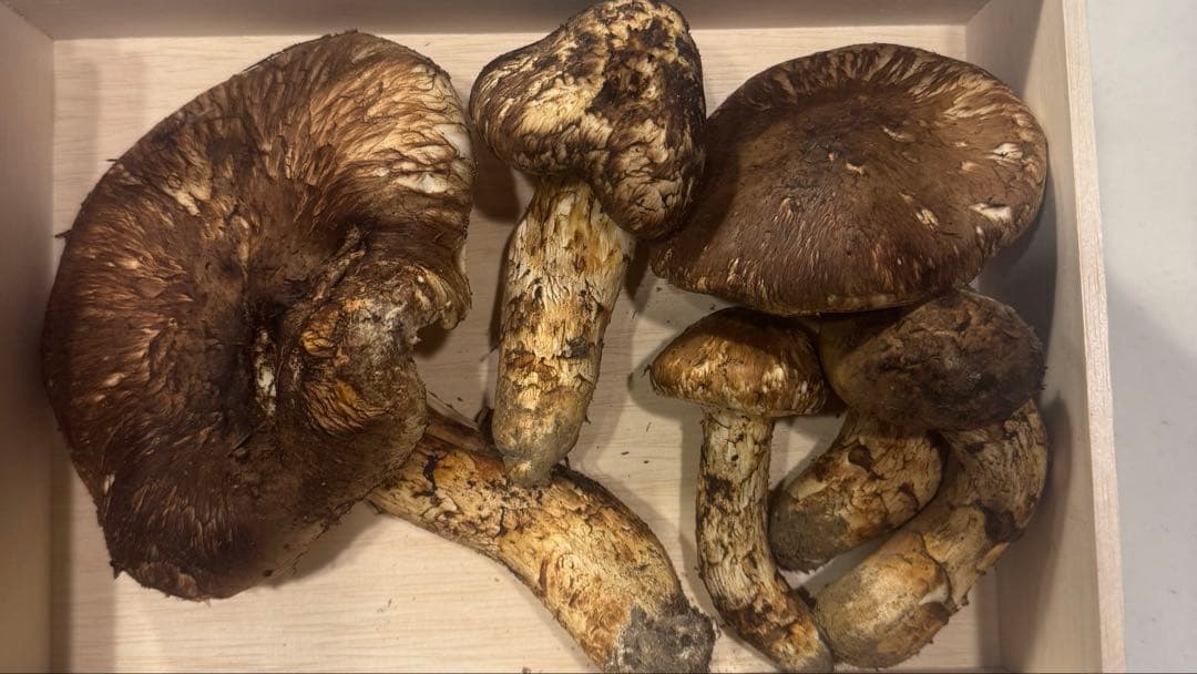 本日収穫 難あり 岩手県産松茸