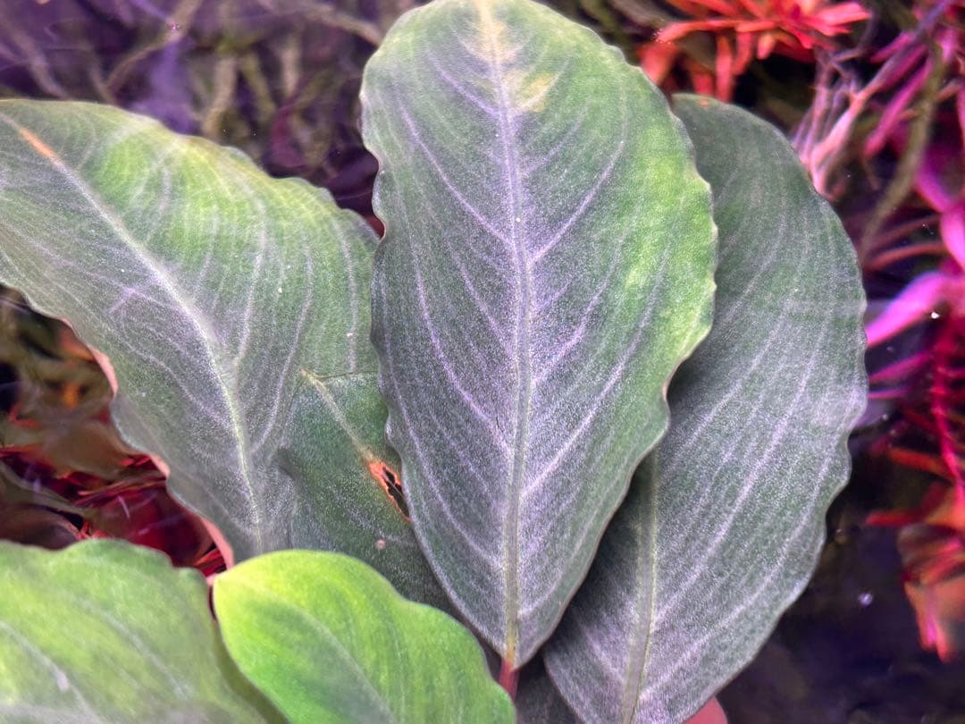 【TB便】Bucephalandra sp.Pearl gray 水上育成　大株