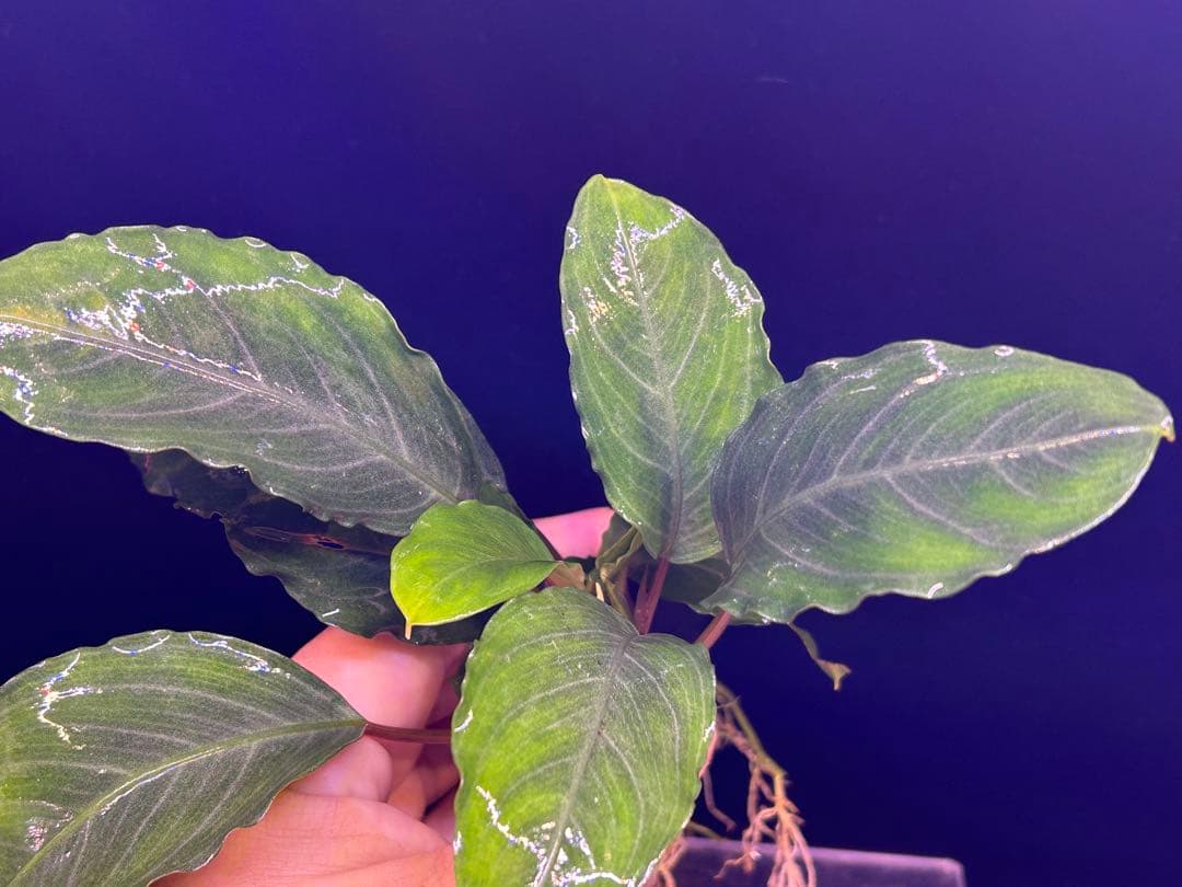 【TB便】Bucephalandra sp.Pearl gray 水上育成　大株