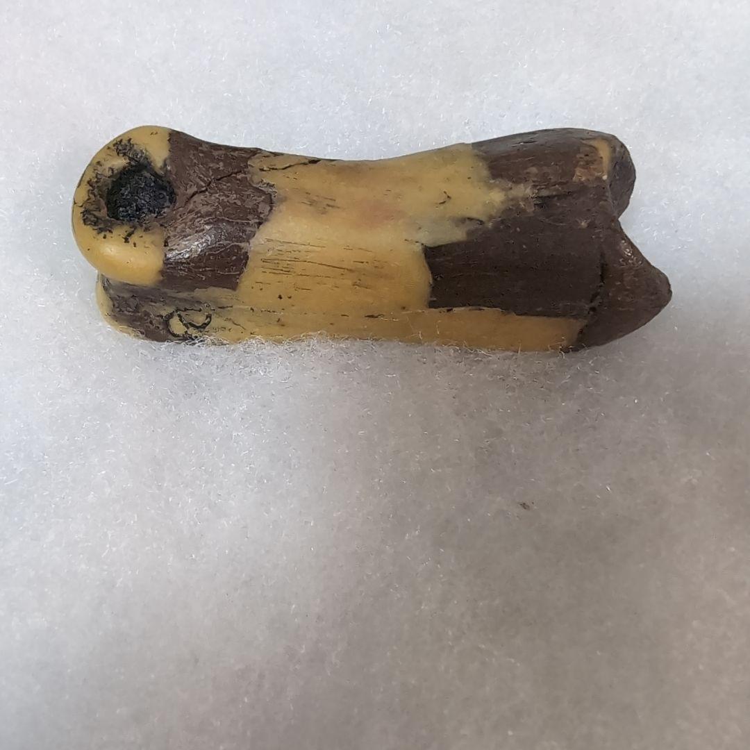 本物　恐竜　T-REX　ティラノサウルスの指骨　化石　補修あり　モンタナ