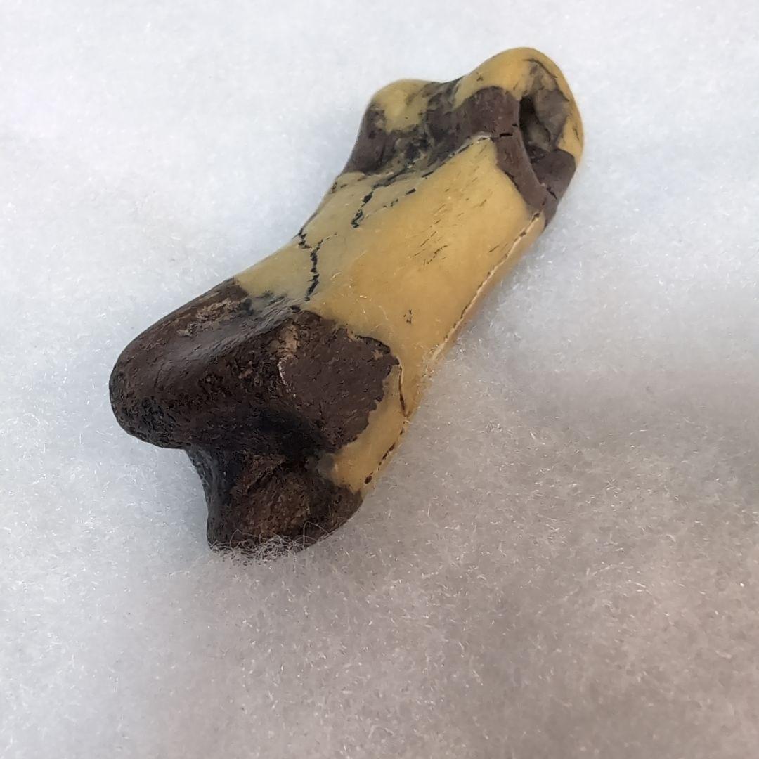 本物　恐竜　T-REX　ティラノサウルスの指骨　化石　補修あり　モンタナ