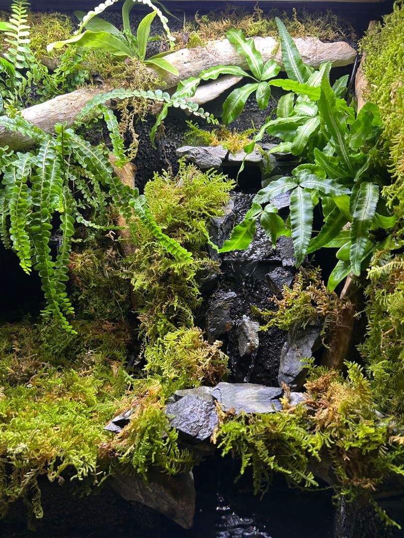 エキゾテラ6060レイアウト水槽