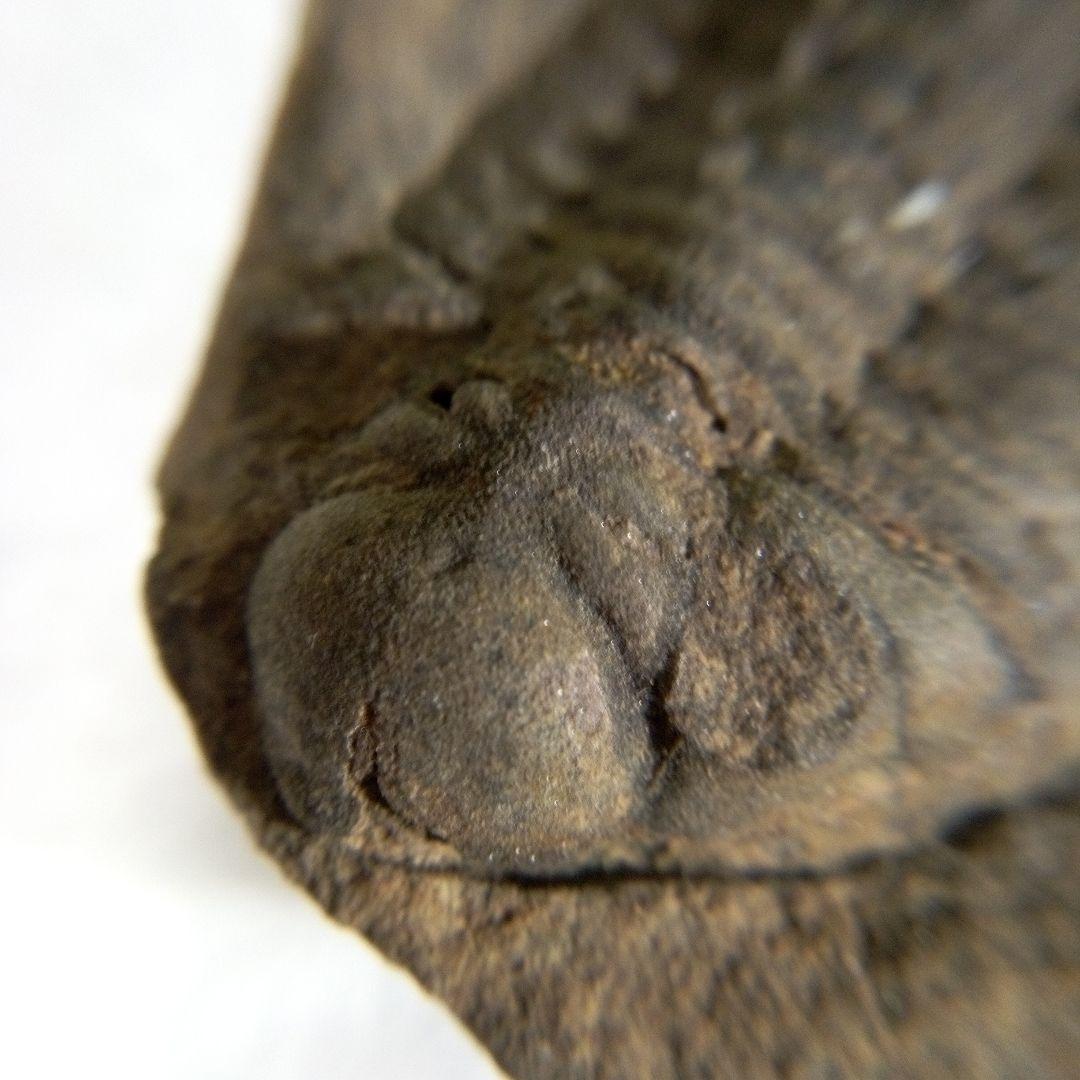 三葉虫　化石　三葉虫化石　究極のレトロ　fossil　ボリビア産　化石管理番号⑫