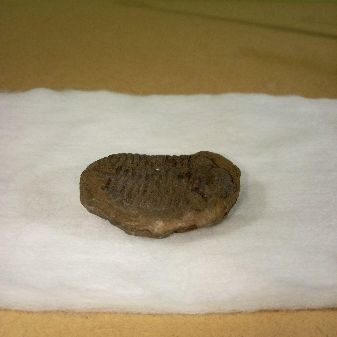 三葉虫　化石　三葉虫化石　究極のレトロ　fossil　ボリビア産　化石管理番号⑫