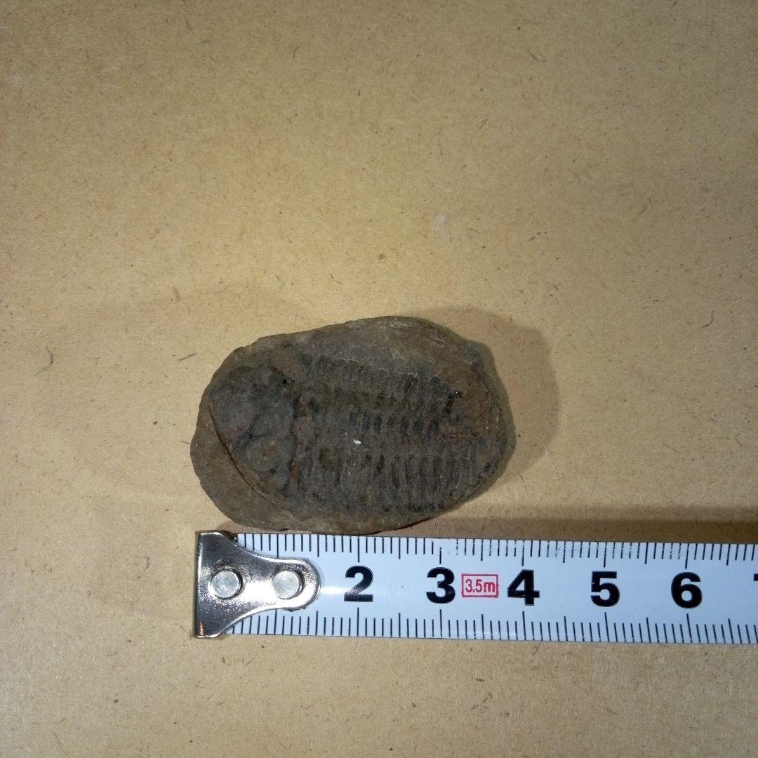 三葉虫　化石　三葉虫化石　究極のレトロ　fossil　ボリビア産　化石管理番号⑫