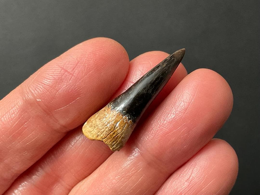 恐竜の歯 [DS361] エラスモサウルス 化石 希少 ベリーレア