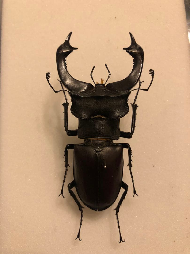 ケルブスミヤマ　79.9