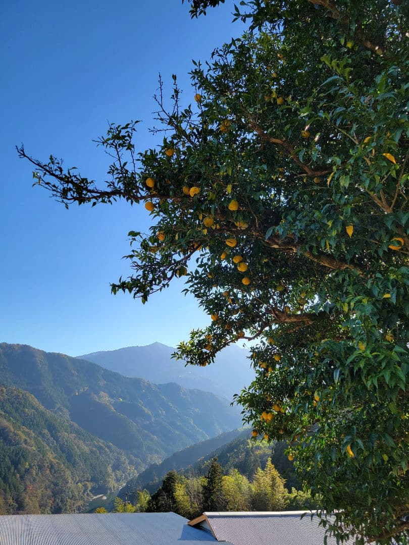 手しぼりゆず果汁 1800ml×2本セット