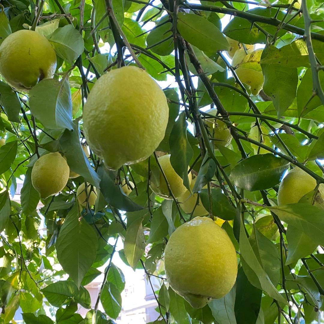 【特大】2/7.8（土日）収穫発送予定　農薬不使用レモン　有機肥料 産地直送