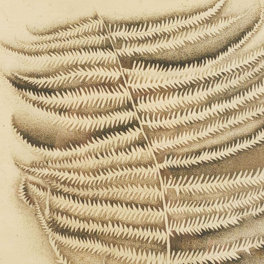 ues-20 広島の名画家 殿敷侃 版画 シダ 限定50部 図録掲載作品