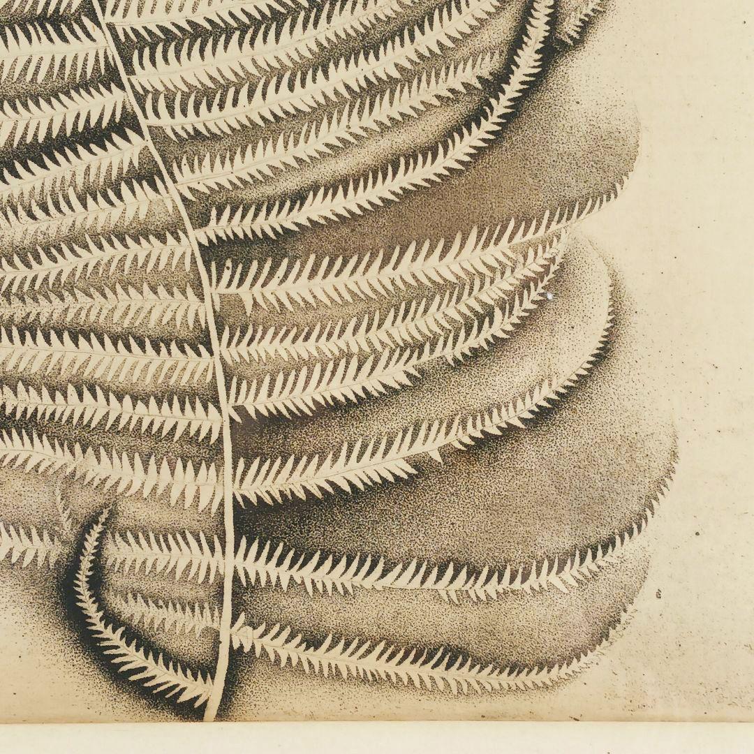ues-20 広島の名画家 殿敷侃 版画 シダ 限定50部 図録掲載作品