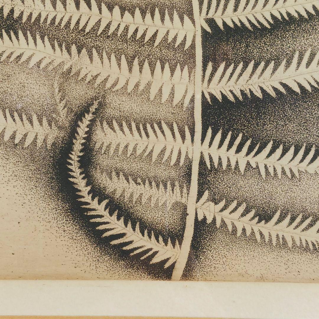 ues-20 広島の名画家 殿敷侃 版画 シダ 限定50部 図録掲載作品