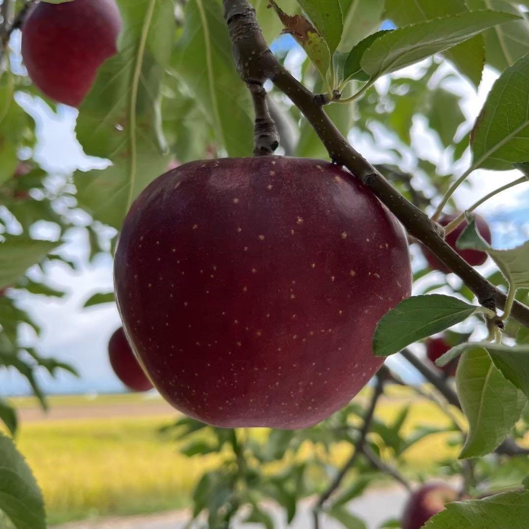 【ギフト・配布用・バレンタイン】無添加りんご100％ リンゴチップ 50g入り