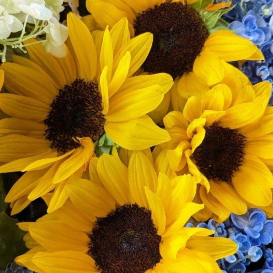 ちびよた　つゆ草　可愛らしいホタル　見開き御朱印です