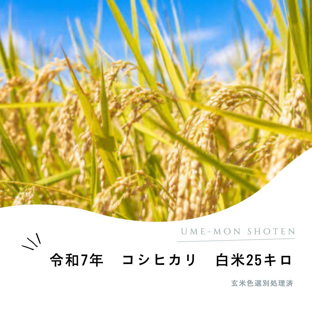 令和7年　茨城県産コシヒカリ　白米25キロ