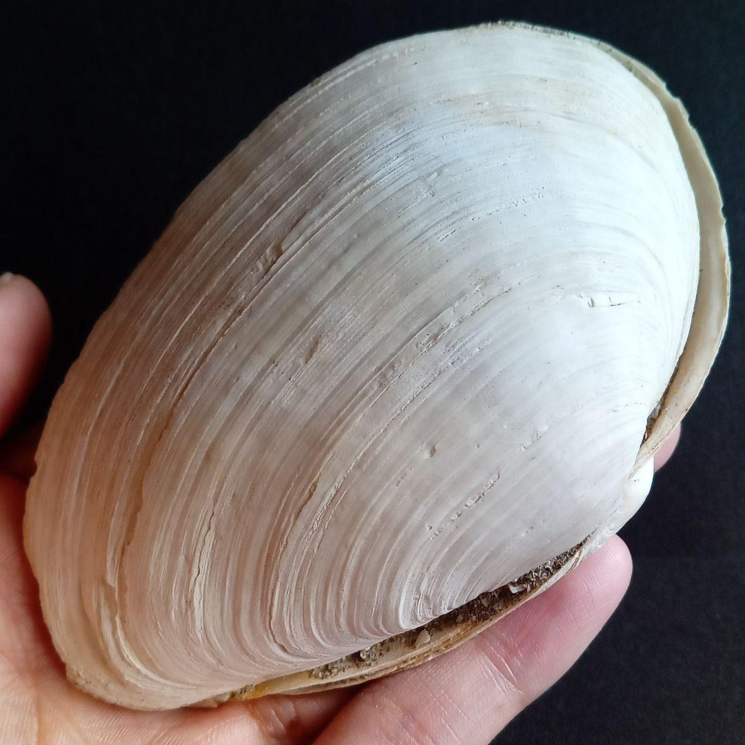 化石　骨格　標本　貝殻　国産　両殻　美麗標本