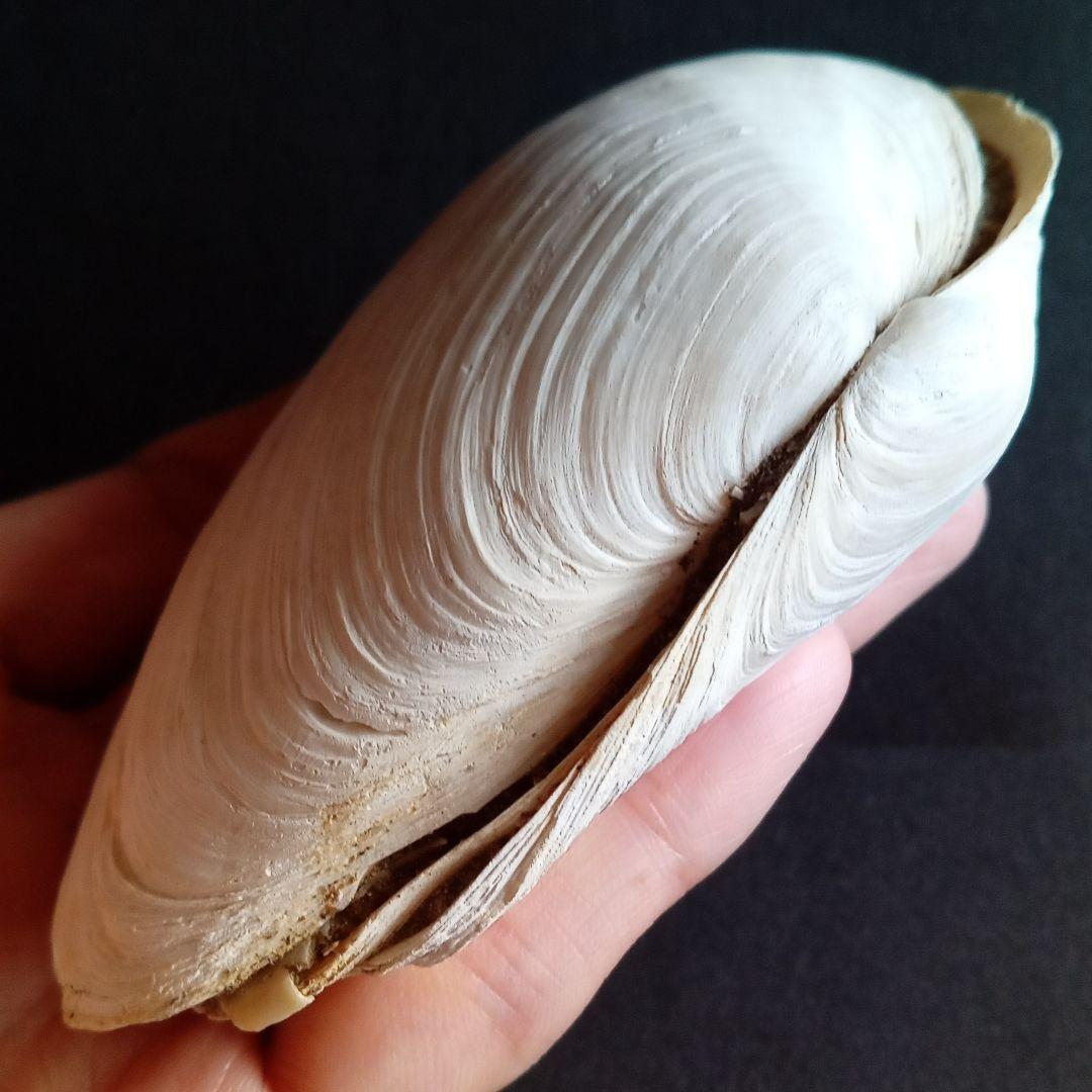 化石　骨格　標本　貝殻　国産　両殻　美麗標本