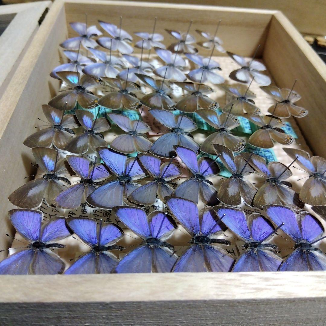 hirohiroシジミチョウセット