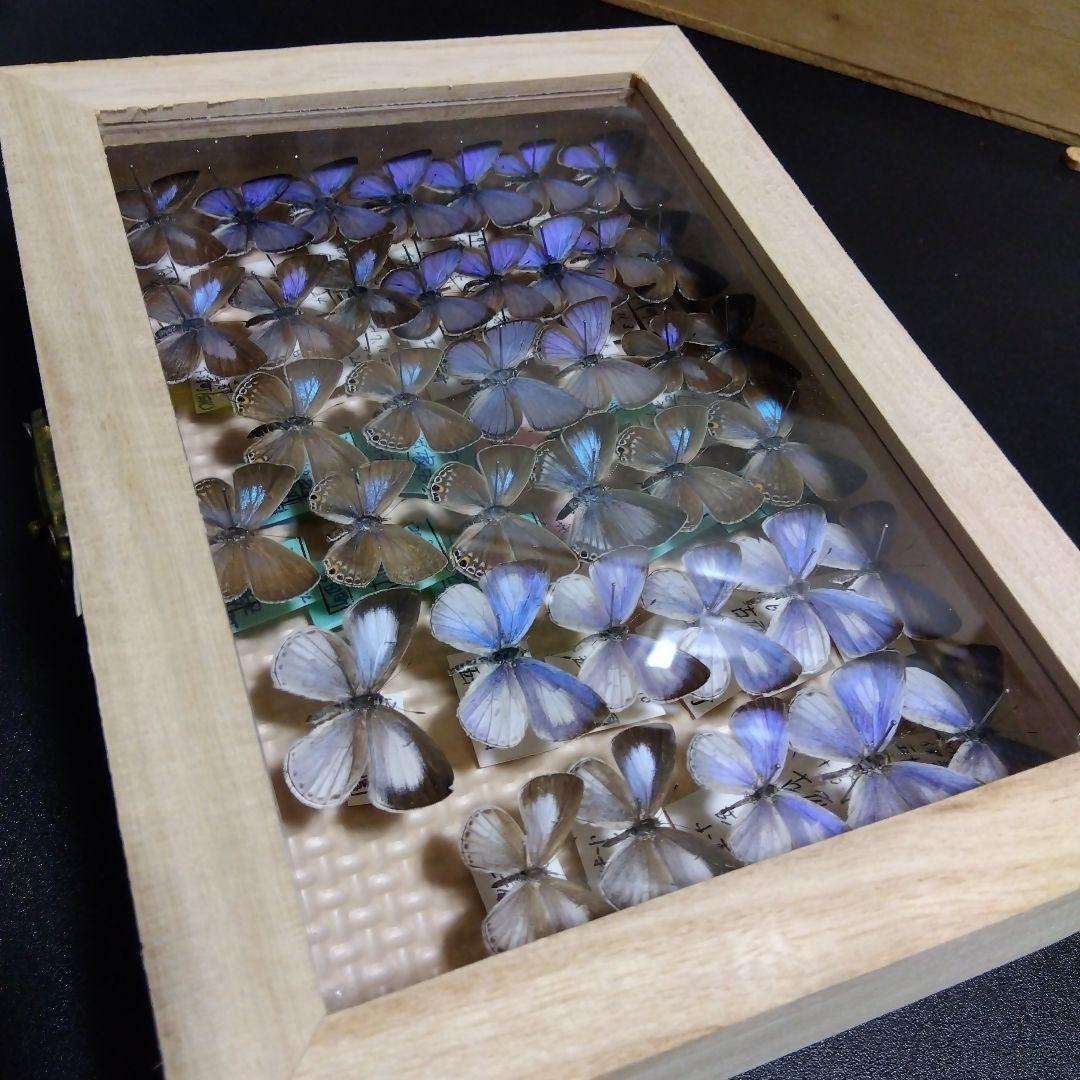 hirohiroシジミチョウセット