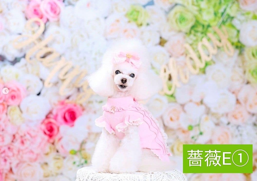 背景布【ぼかしJ】サンプル　ペット撮影用フォトブース　1月　玉ボケ　幻想的