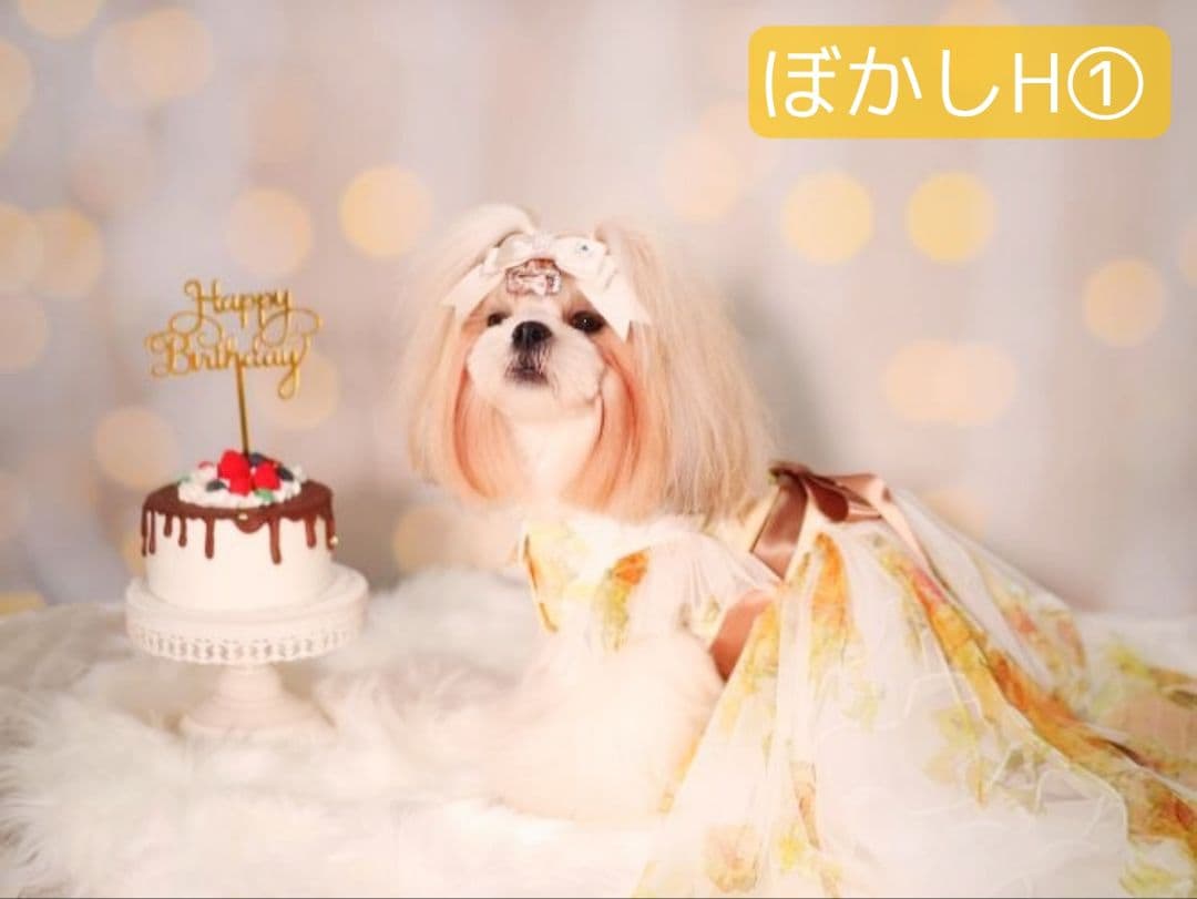 背景布【ぼかしJ】サンプル　ペット撮影用フォトブース　1月　玉ボケ　幻想的