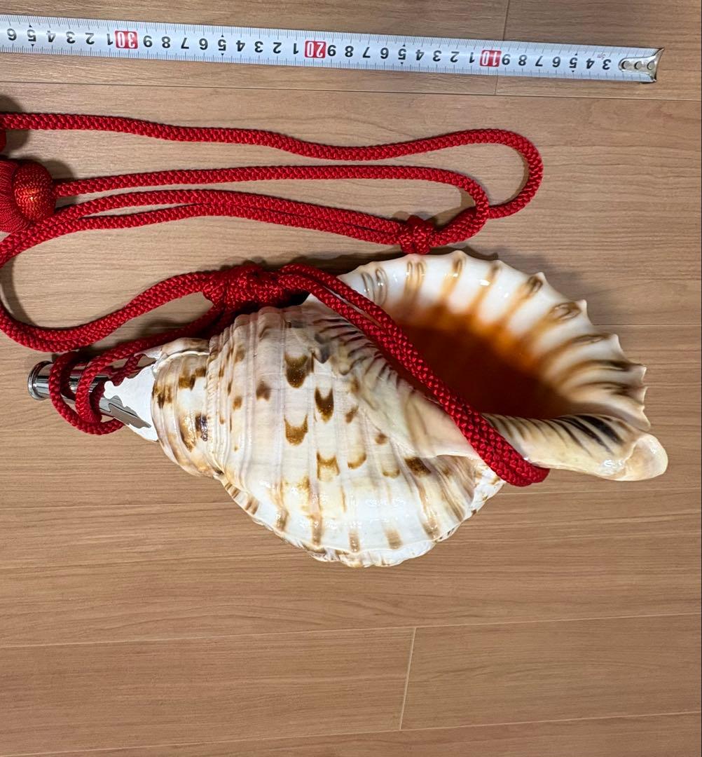 特大修験道法螺貝　　ほら貝　ホラガイ　密教　山伏　赤紐付き
