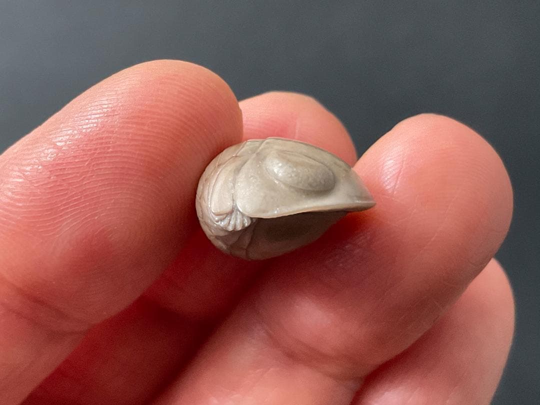 ニレウス アルマジロ [TB70] 三葉虫 化石