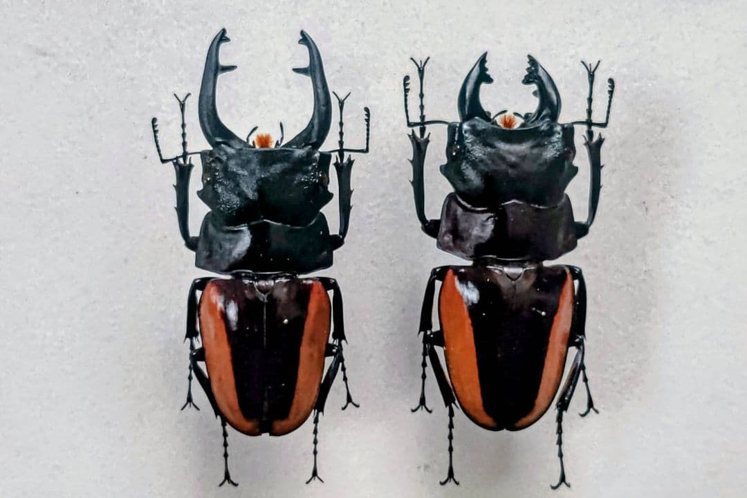 スチーブンスツヤクワガタ 標本