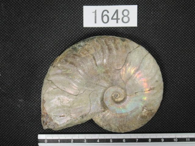 虹色 遊色 アンモナイト マダガスカル産 93mm No.1648